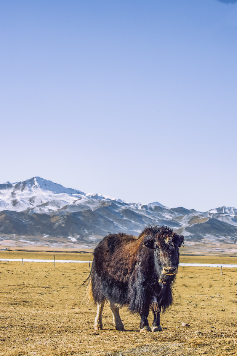 牦牛风光冷背景#放牧我要上开屏图虫创意集旅行山东摄影家俱乐部2020