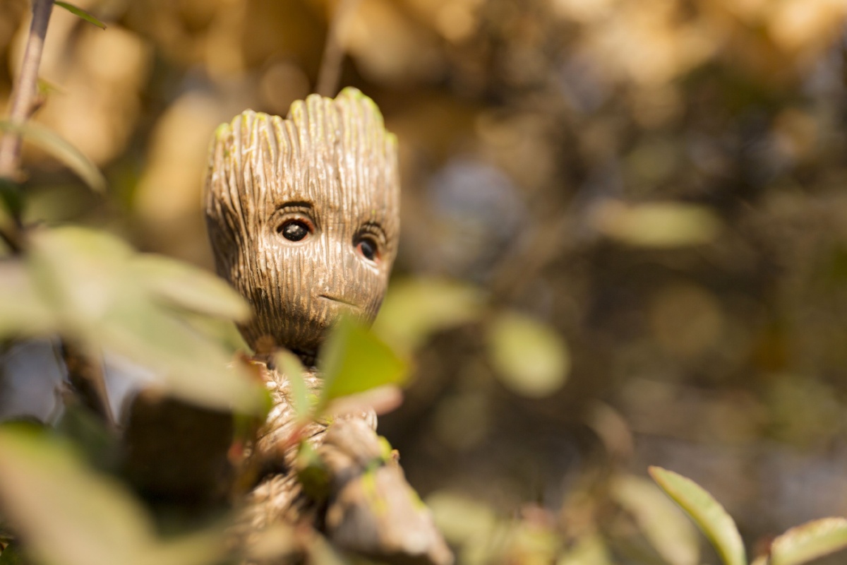 树宝宝格鲁特受一位图虫大神的创意启发模仿拍摄的一组