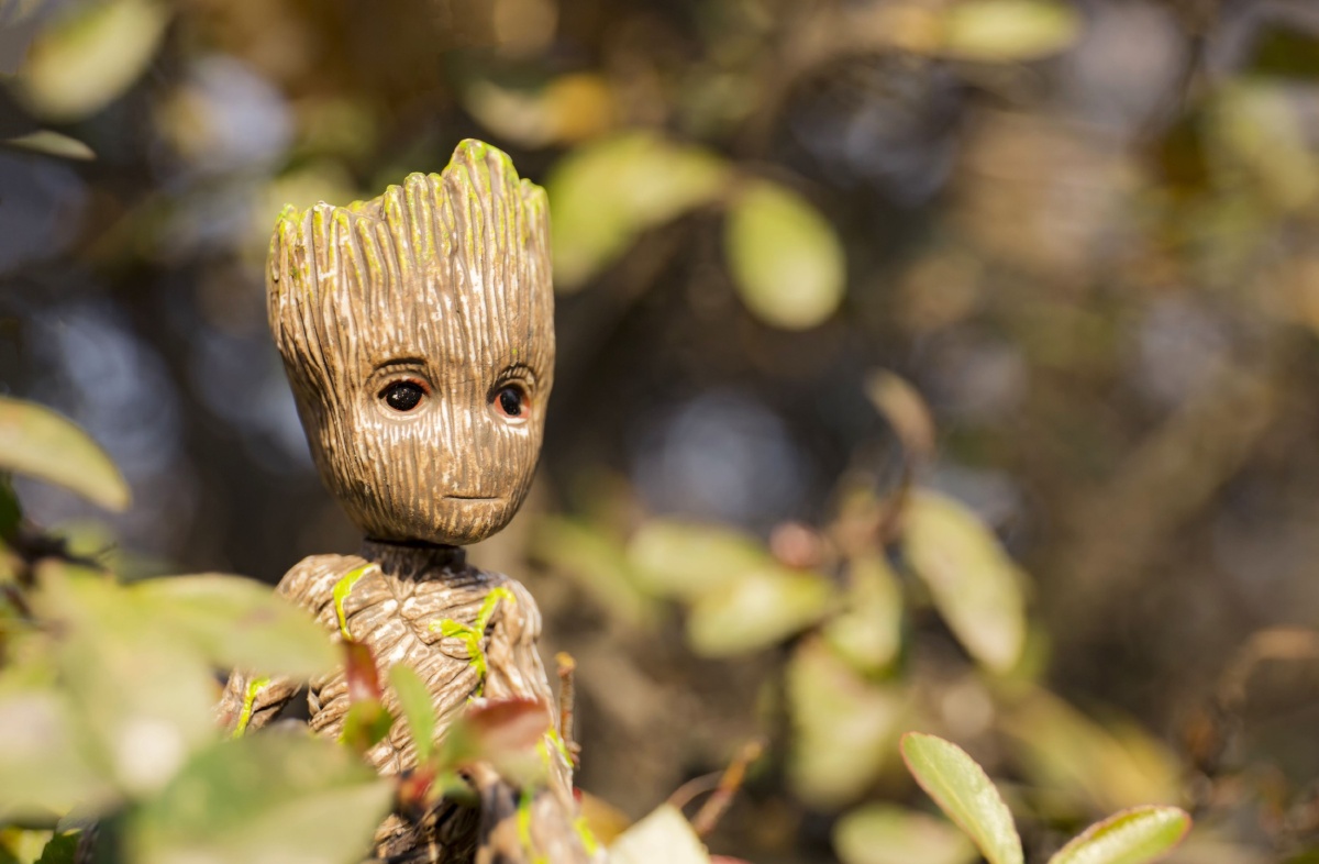 树宝宝格鲁特受一位图虫大神的创意启发模仿拍摄的一组