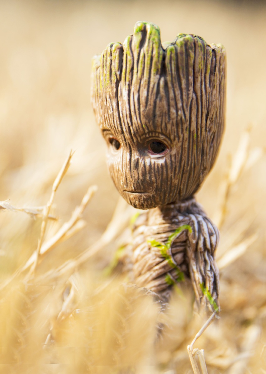 树宝宝格鲁特受一位图虫大神的创意启发模仿拍摄的一组