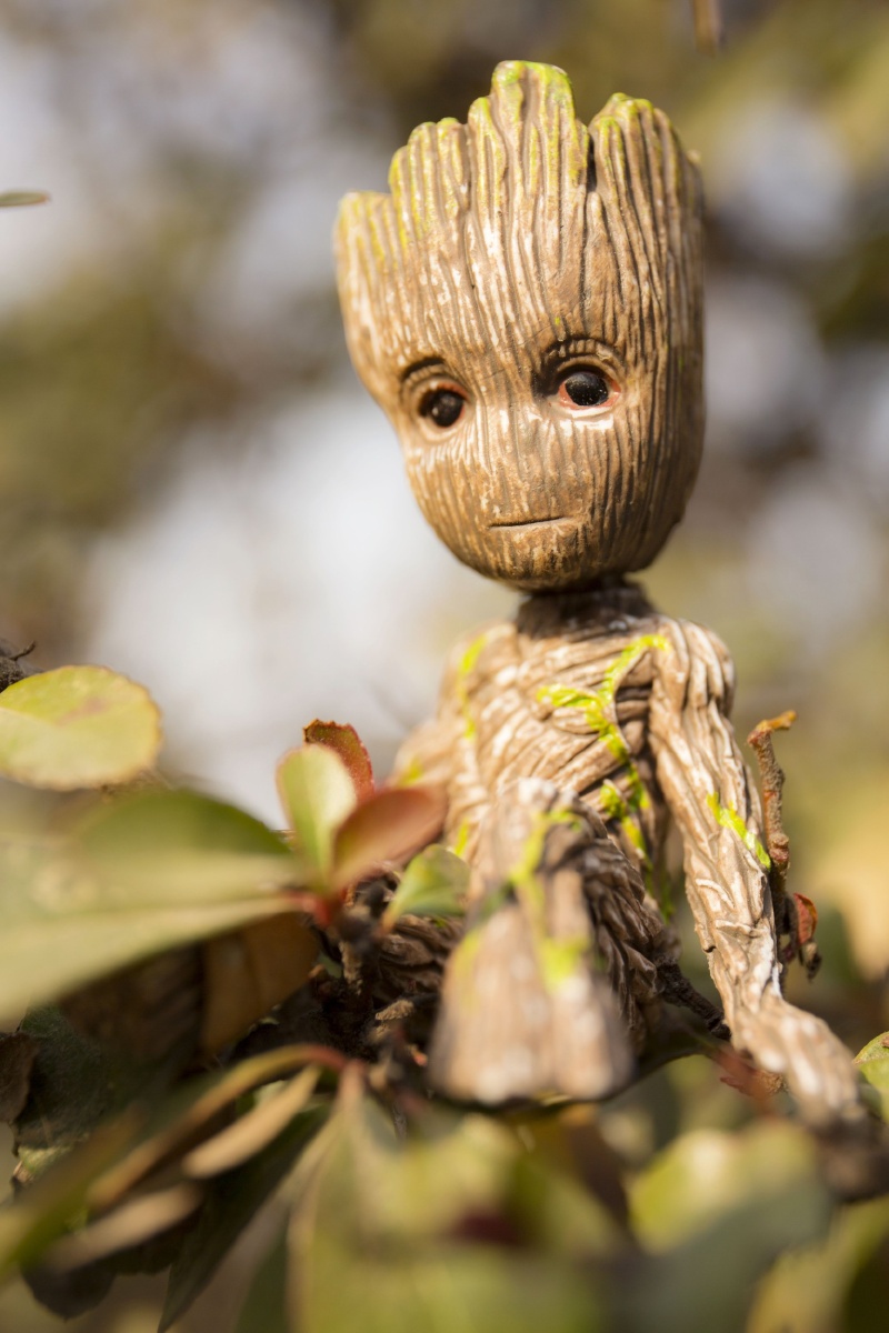 树宝宝格鲁特受一位图虫大神的创意启发模仿拍摄的一组