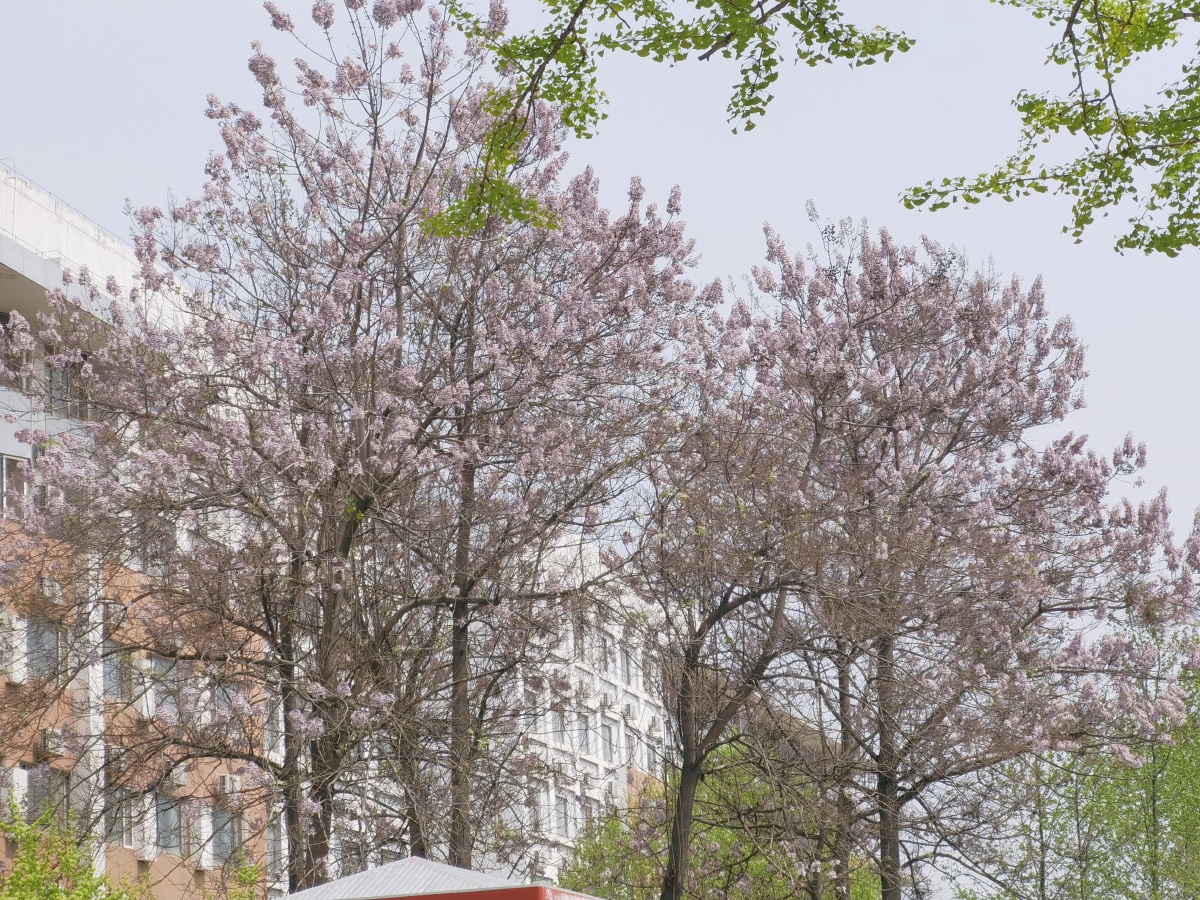 桐花万里丹山路,雏凤清于老凤声.