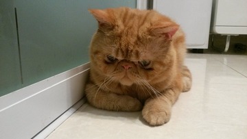 16585