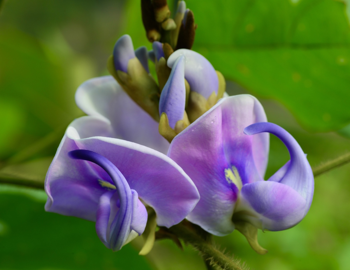 一紫盖十红 野葛花,解酒神药,在初秋不久,它们开始开花,中秋时有时满