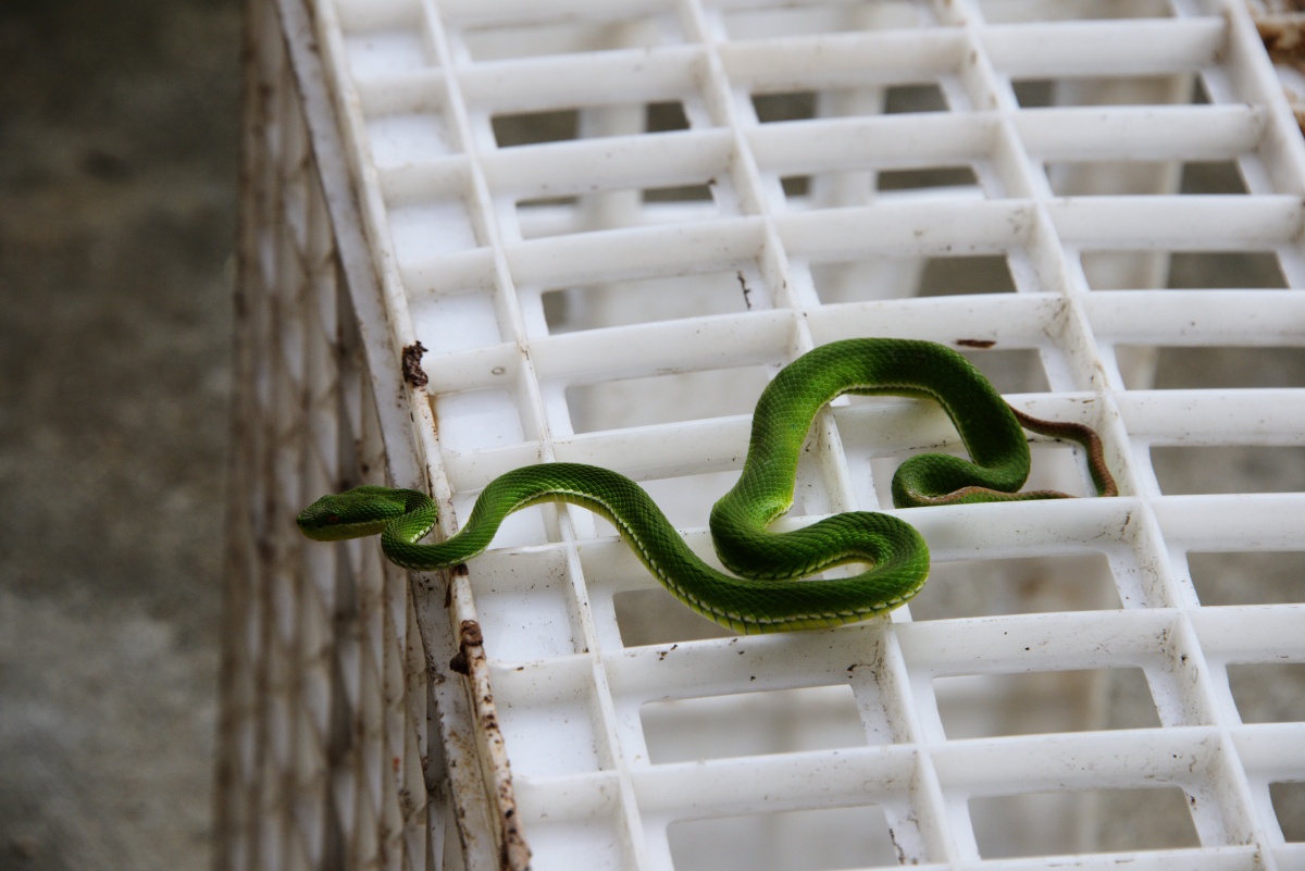 绿色的诱惑 昨天有位摄友怀疑我去年发的竹叶青蛇是假的,没想到今天