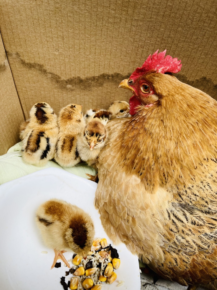 世上只有妈妈好在回家的路上看到一个纸箱里有一窝刚刚孵出的小鸡鸡