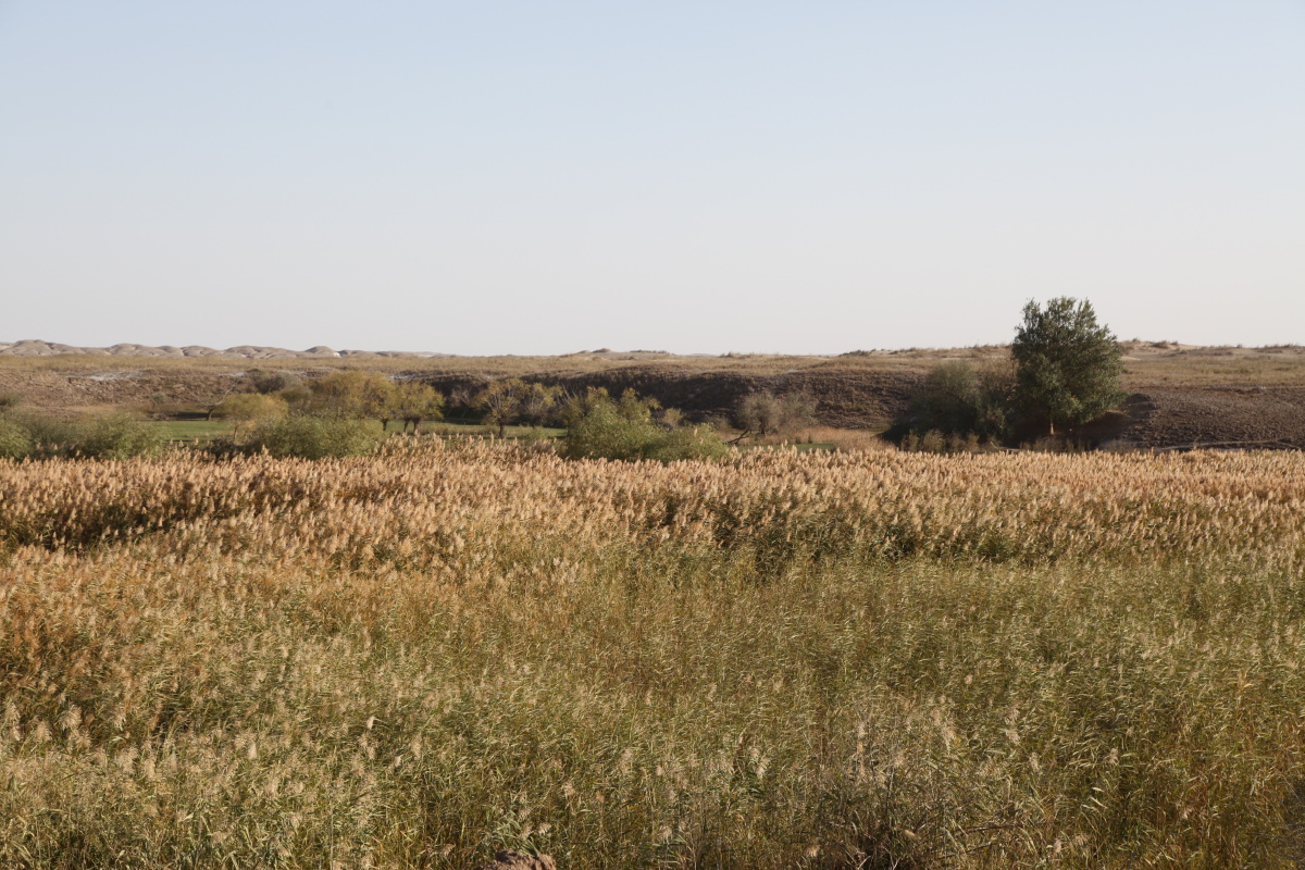芦苇- 喀什贝希景区 - 图虫