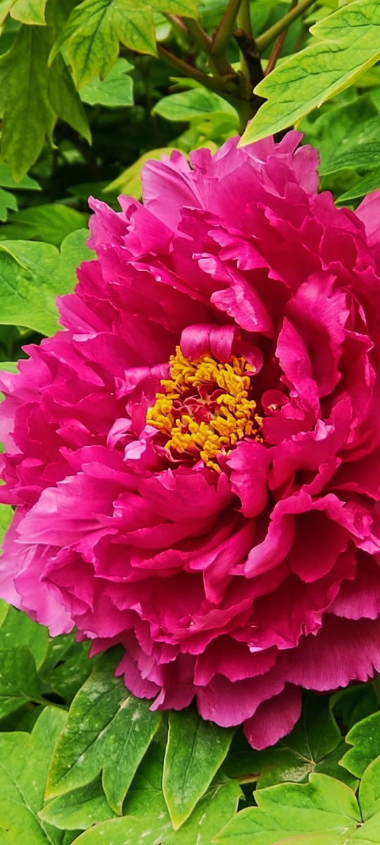 香风阵阵碧波荡漾蓝天白云下是盛开的牡丹花