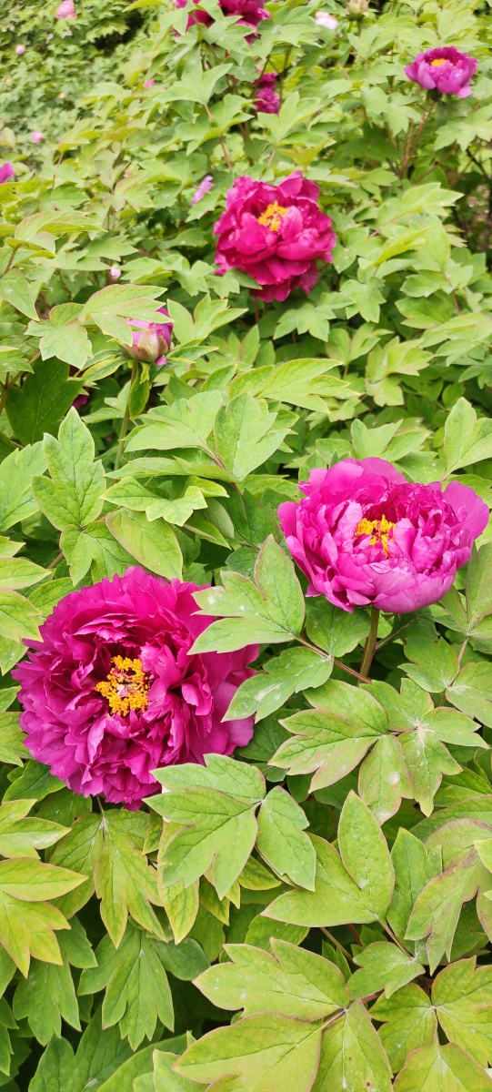 香风阵阵碧波荡漾蓝天白云下是盛开的牡丹花