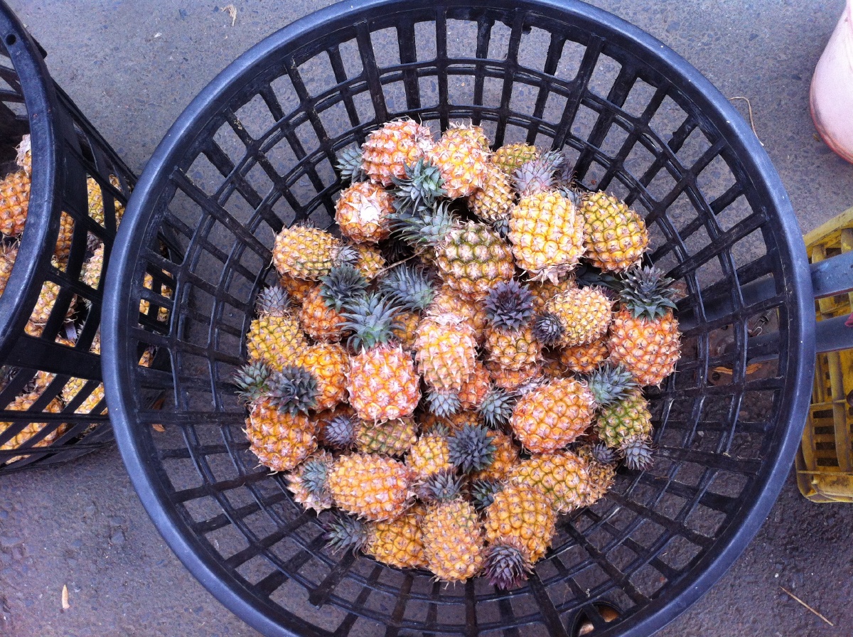 小小菠萝可爱的很好吃又好看