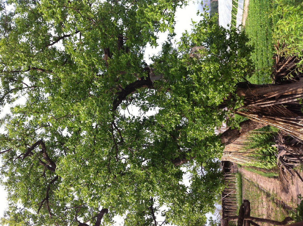 奶奶家后院的大枣树已成为回忆再也回不去了