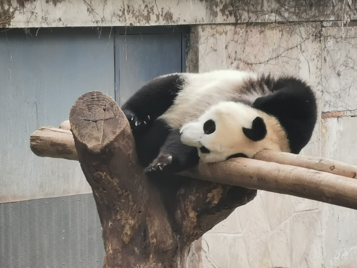 大熊猫这个懒样子