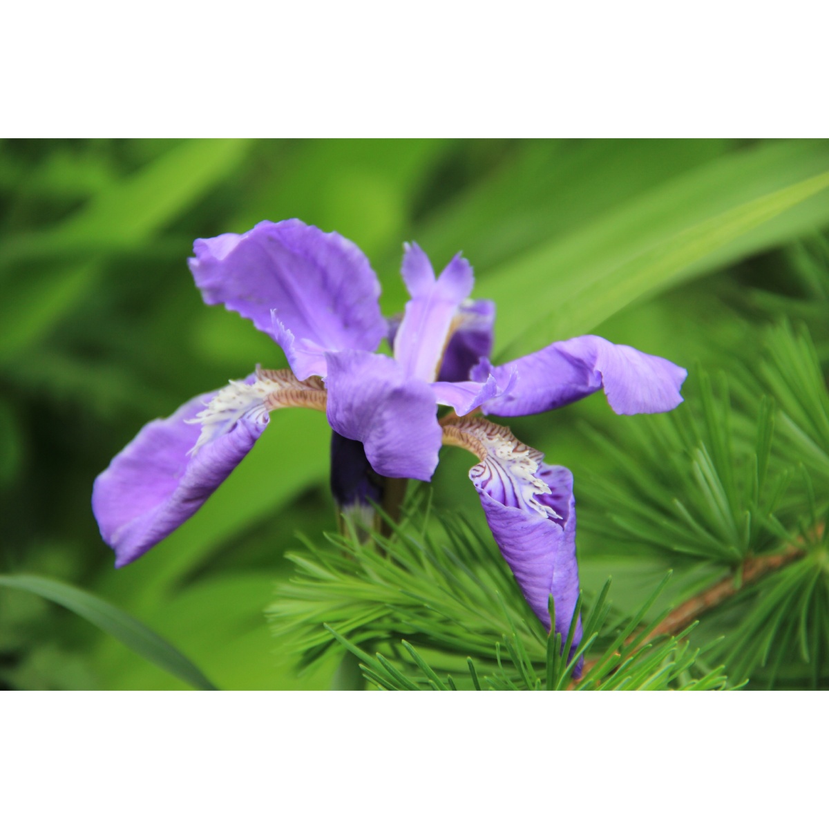 紫鸢别名蝴蝶花丨鸢尾花寓意爱意与吉祥属于一见倾心花卉系列自带仙气