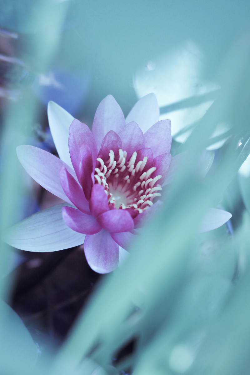 一朵莲丨心若莲花万般禅