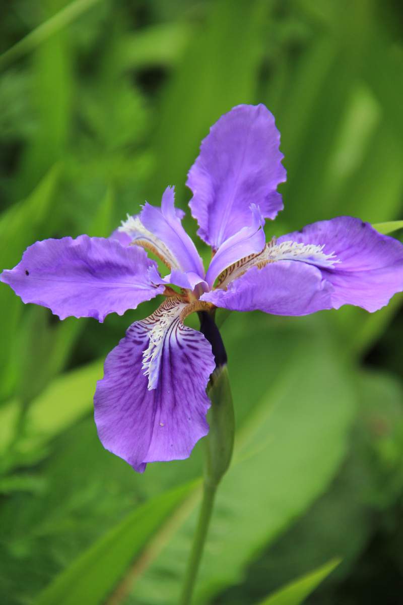 紫鸢别名蝴蝶花丨鸢尾花寓意爱意与吉祥属于一见倾心花卉系列自带仙气