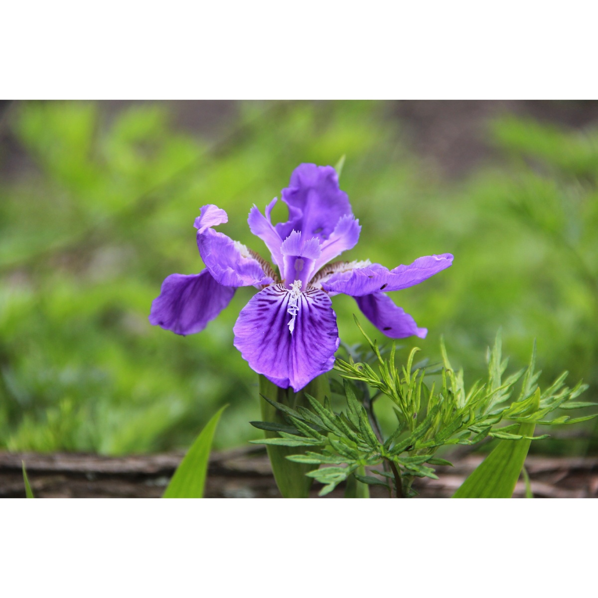 紫鸢别名蝴蝶花丨鸢尾花寓意爱意与吉祥属于一见倾心花卉系列自带仙气