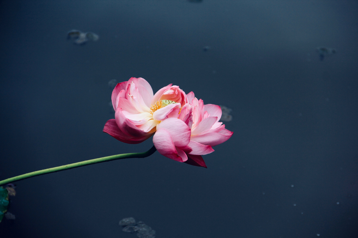 夏荷丨禅定无烦恼心如莲花开
