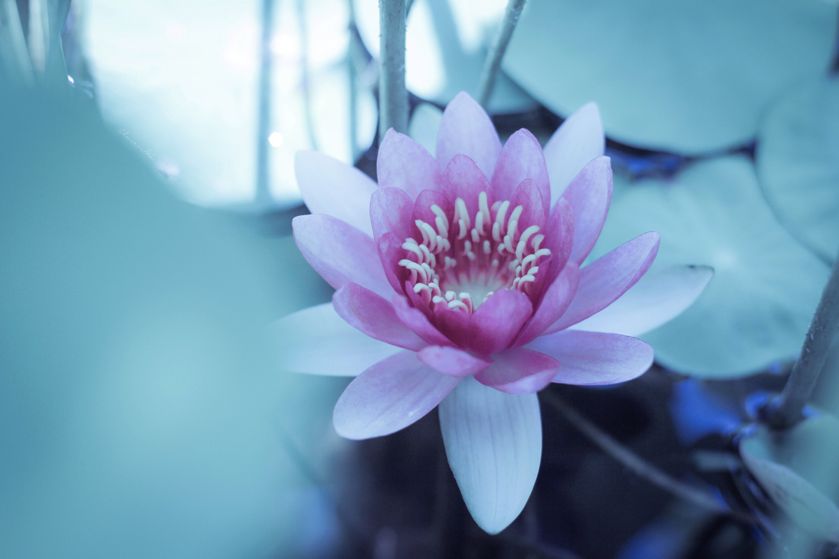 一朵莲丨心若莲花万般禅