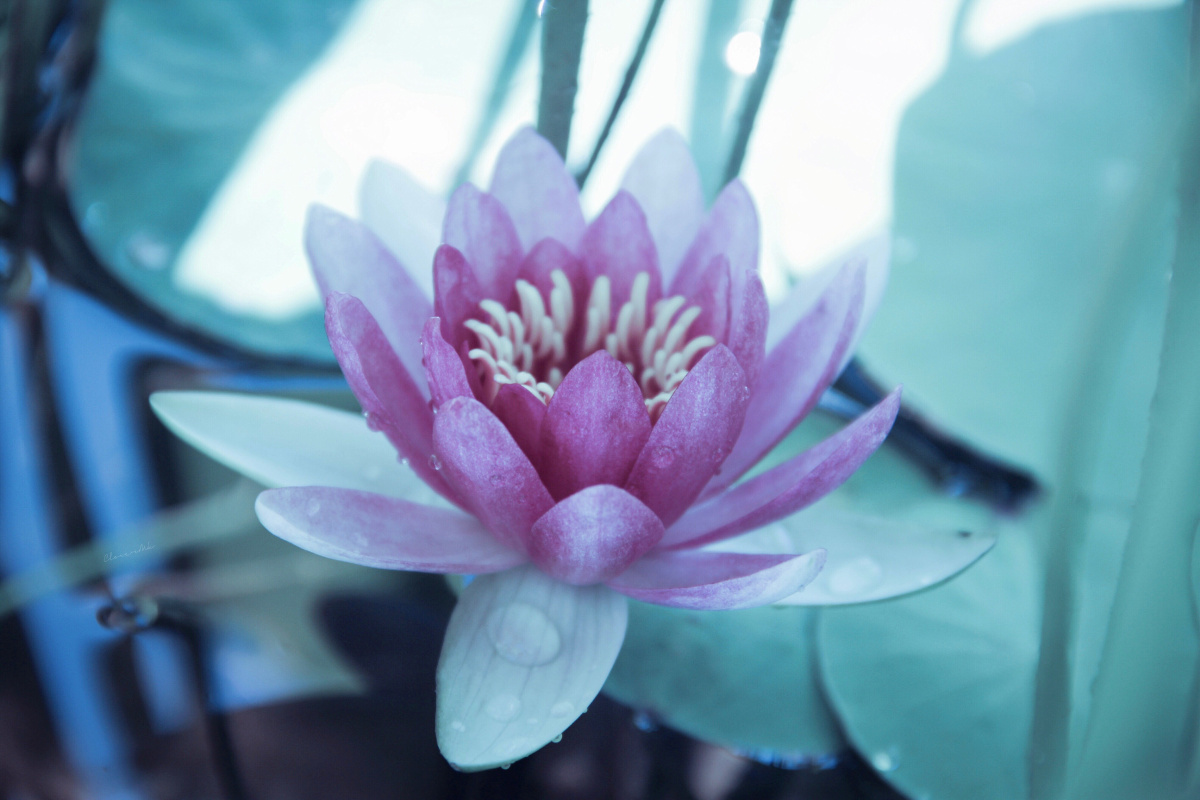 一朵莲丨心若莲花万般禅