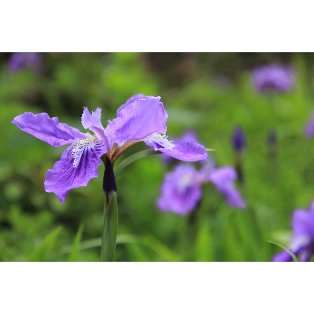 紫鸢别名蝴蝶花丨鸢尾花寓意爱意与吉祥属于一见倾心花卉系列自带仙气