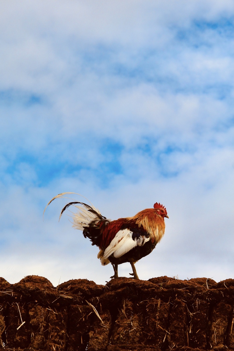 牛粪堆上的鸡摄于西藏