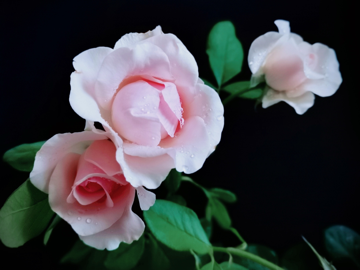 月季丨浅笑嫣然 - clover木可 - 图虫