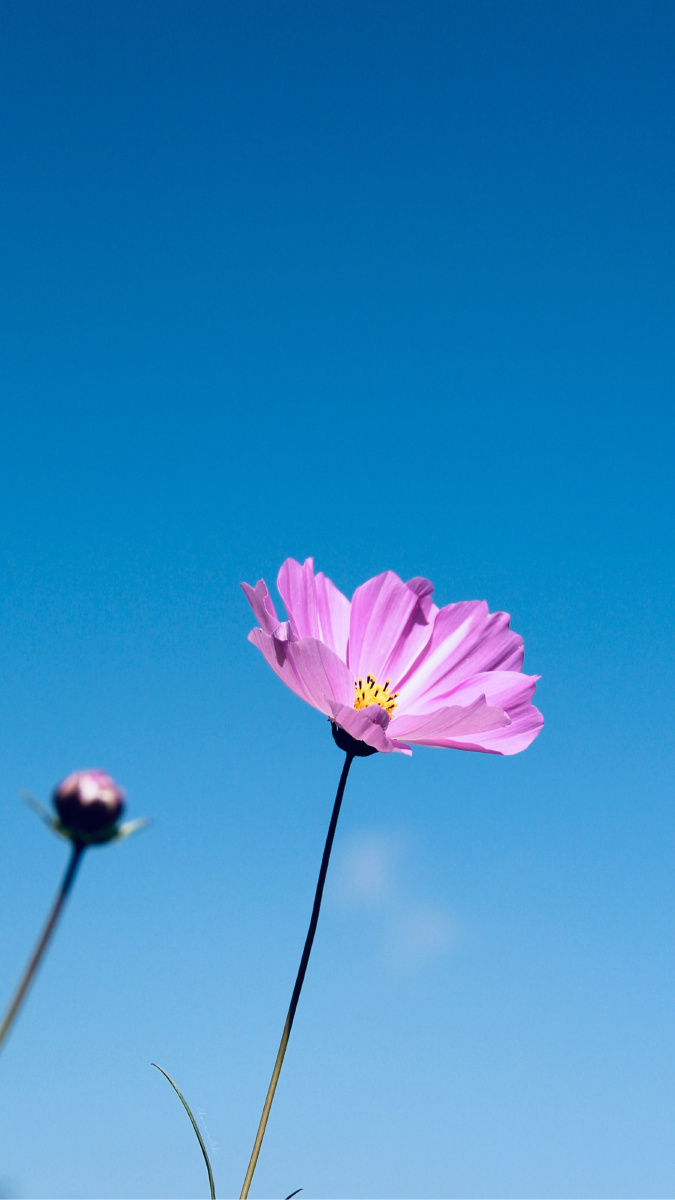 格桑花丨纯净天空来张壁纸吧