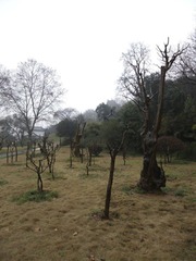 DSCF3742