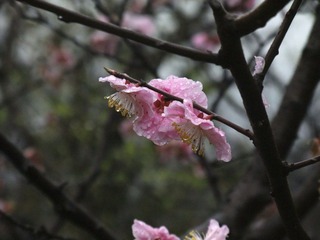 DSCF3739