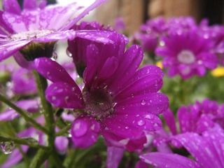 DSCF3693