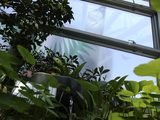 金钱草