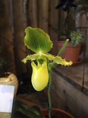 捕蝇花
