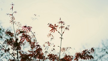 2EDE0DAA-0FCE-488D-B68D-83CD3AA77A9F/L0/001