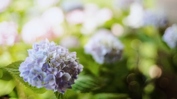 9798A44E-7482-4C88-A669-F72355F1D993/L0/001