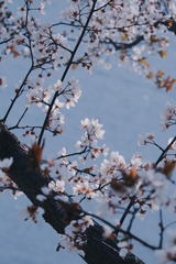 BA5984FD-6822-4727-9E18-A734F352D2B6/L0/001
