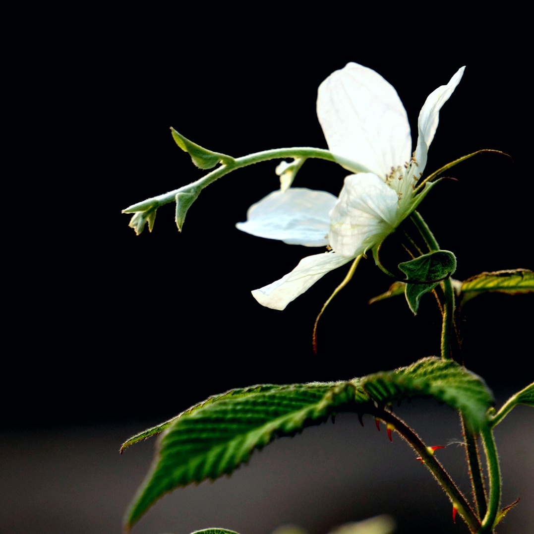 蓬蘽因为形状和缩小版的草莓几乎没有差异所以被称为野草莓别名三月泡