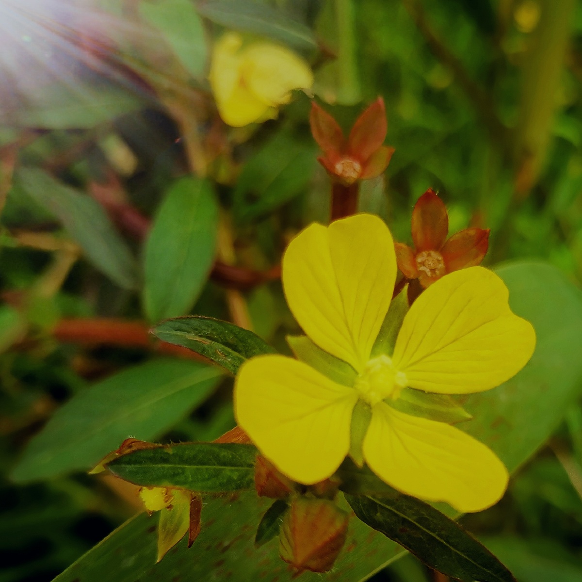 毛草龙又名水仙桃水丁香草里金钗草龙是夏季水边生长的植物