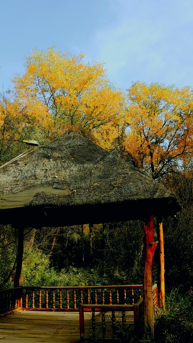 泽普县金胡杨景区6