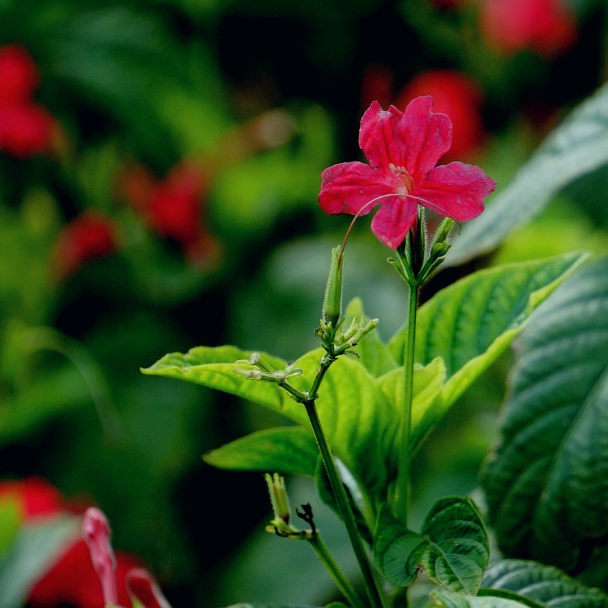 红花芦莉又名大花芦莉艳芦莉它喜欢充足的日照花姿幽美色泽鲜艳一般