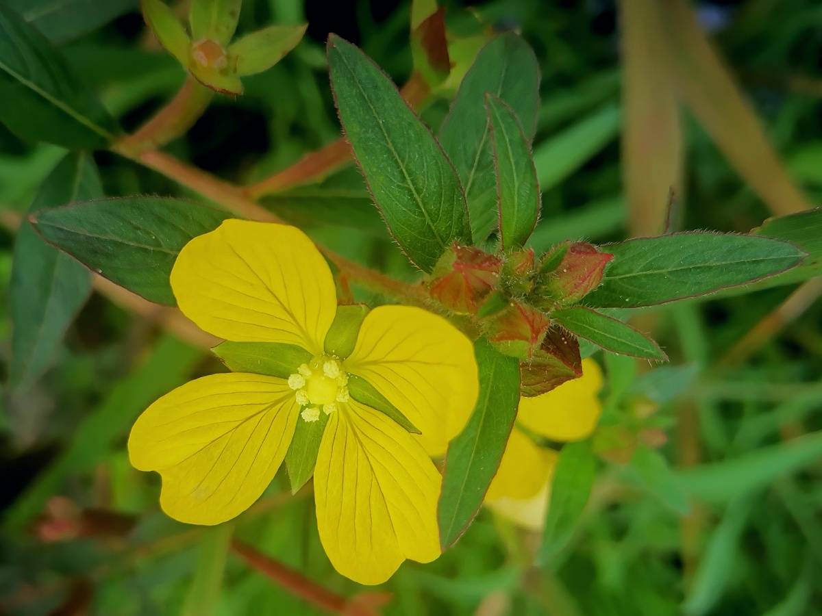 毛草龙又名水仙桃水丁香草里金钗草龙是夏季水边生长的植物