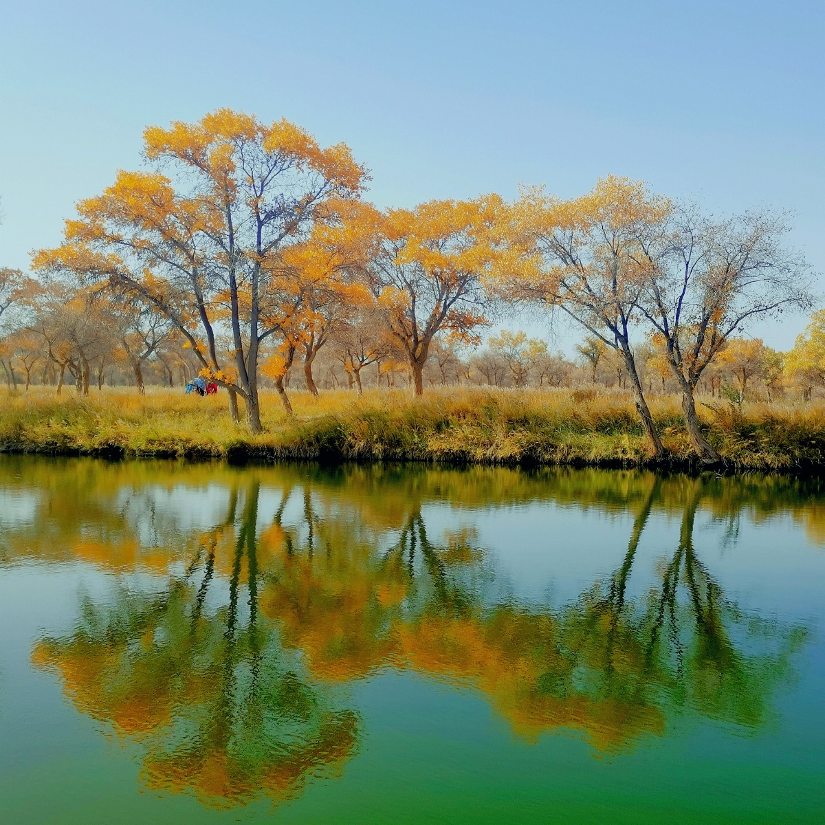 泽普县金胡杨景区2