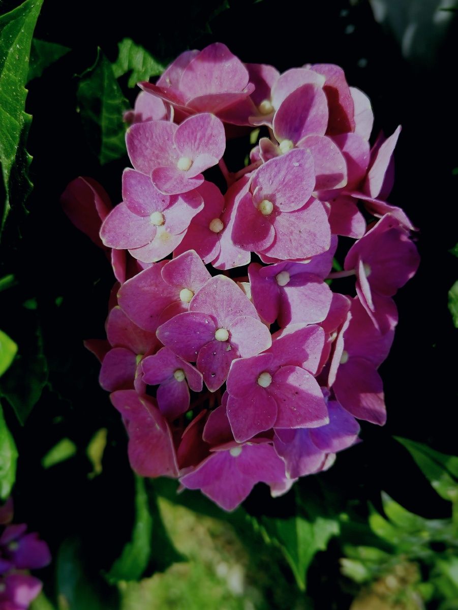 春天的花开36:绣球花,别名八仙绣球,八仙花,木本绣球,紫阳花 - 吃风客