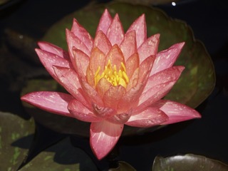 1000094154