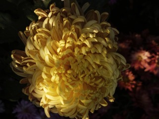 1000095461