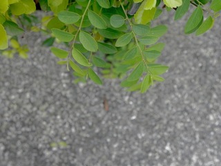 DSCN4035_mix01