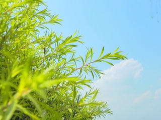 DSCN4132_mix01