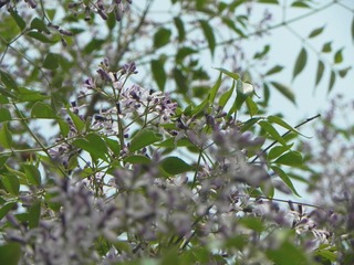 DSCN4025_mix01