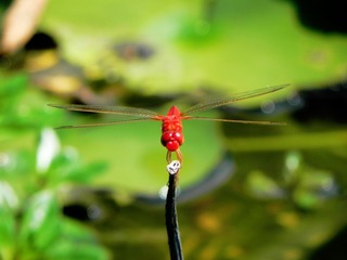 DSCN4968_mix01