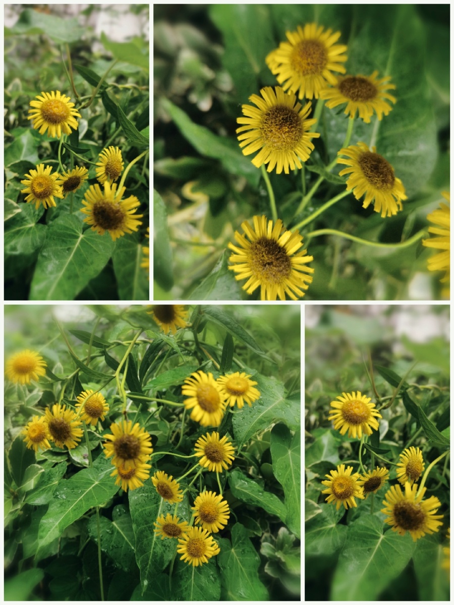 绽放的金佛花 - aduer - 图虫