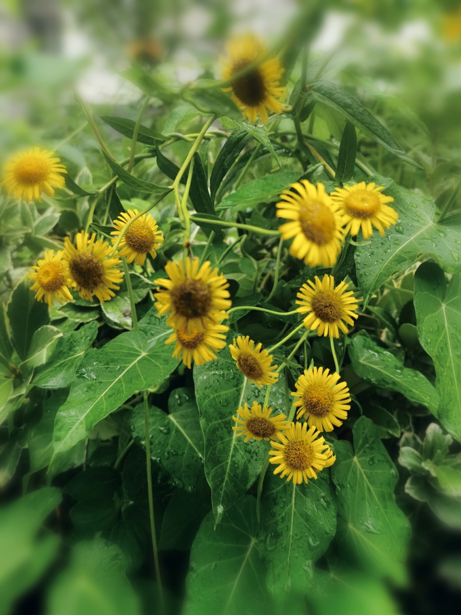 绽放的金佛花 - aduer - 图虫